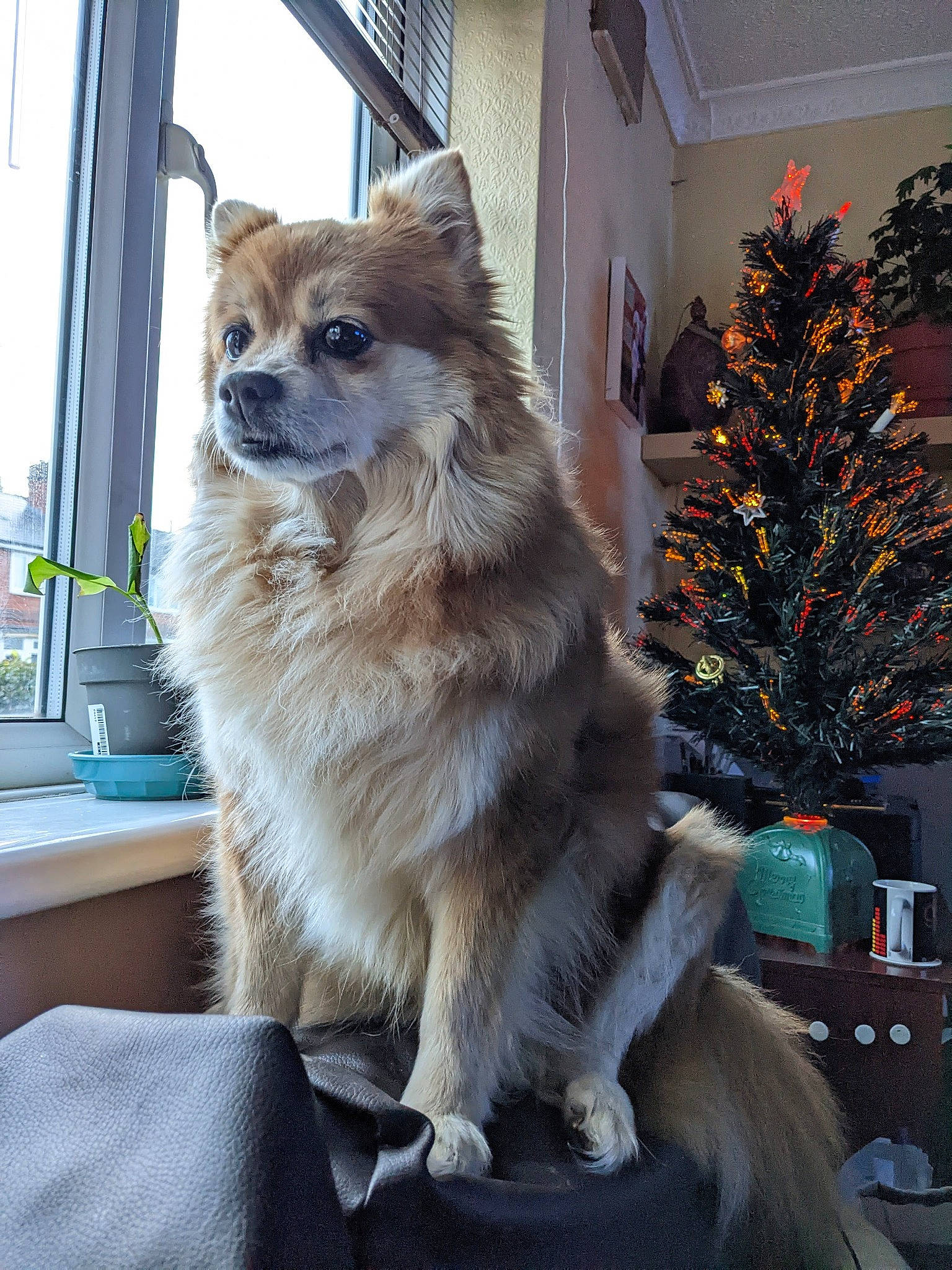 Bobo is registered to the contest to win money with this photo: carnivore, christmas_tree, collar, companion_dog, conifer, dog, dog_breed, event, fawn, fur, holiday, plant, sky, snout, spitz, sporting_group, tail, tree, whiskers, window