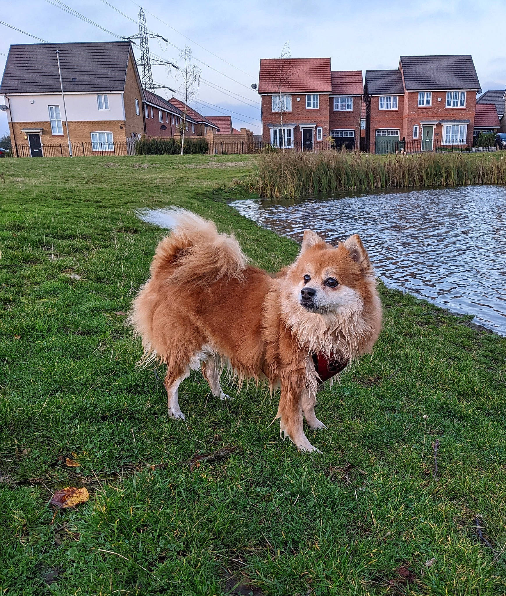 Bobo joined the competition — help win amazing prizes! building, canidae, carnivore, cloud, collar, companion_dog, dog, dog_breed, fawn, fur, grass, herding_dog, house, plant, sky, spitz, sporting_group, tail, water, window