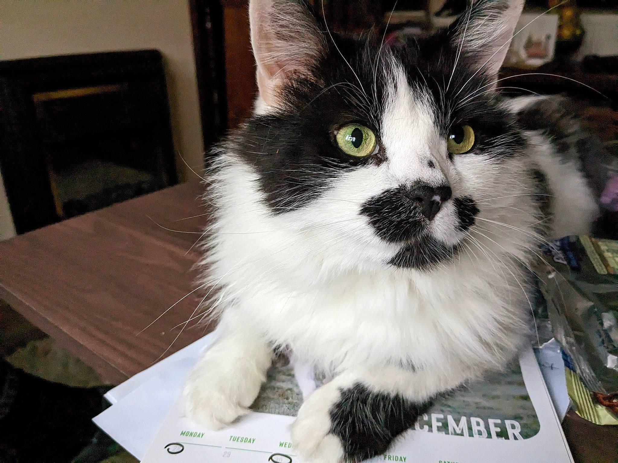 Cuki joined the competition — help win amazing prizes! box, carnivore, cat, claw, domestic_short_haired_cat, felidae, fur, hardwood, paw, small_to_medium_sized_cats, snout, table, tail, terrestrial_animal, whiskers