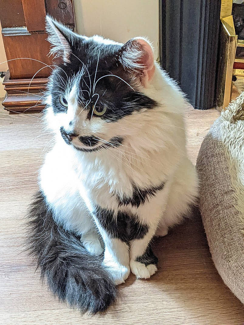 Cuki joined the competition — help win amazing prizes! art, carnivore, cat, claw, curtain, domestic_short_haired_cat, felidae, flooring, foot, fur, grey, hardwood, human_leg, paw, small_to_medium_sized_cats, snout, tail, whiskers, window, wood