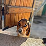 puppy, dog, curious, wooden_gate, outdoor, sunlight, close_up, brown, white, pet, young, adorable, looking_up, animal, face, ears, nose, shadow, concrete, background_blur