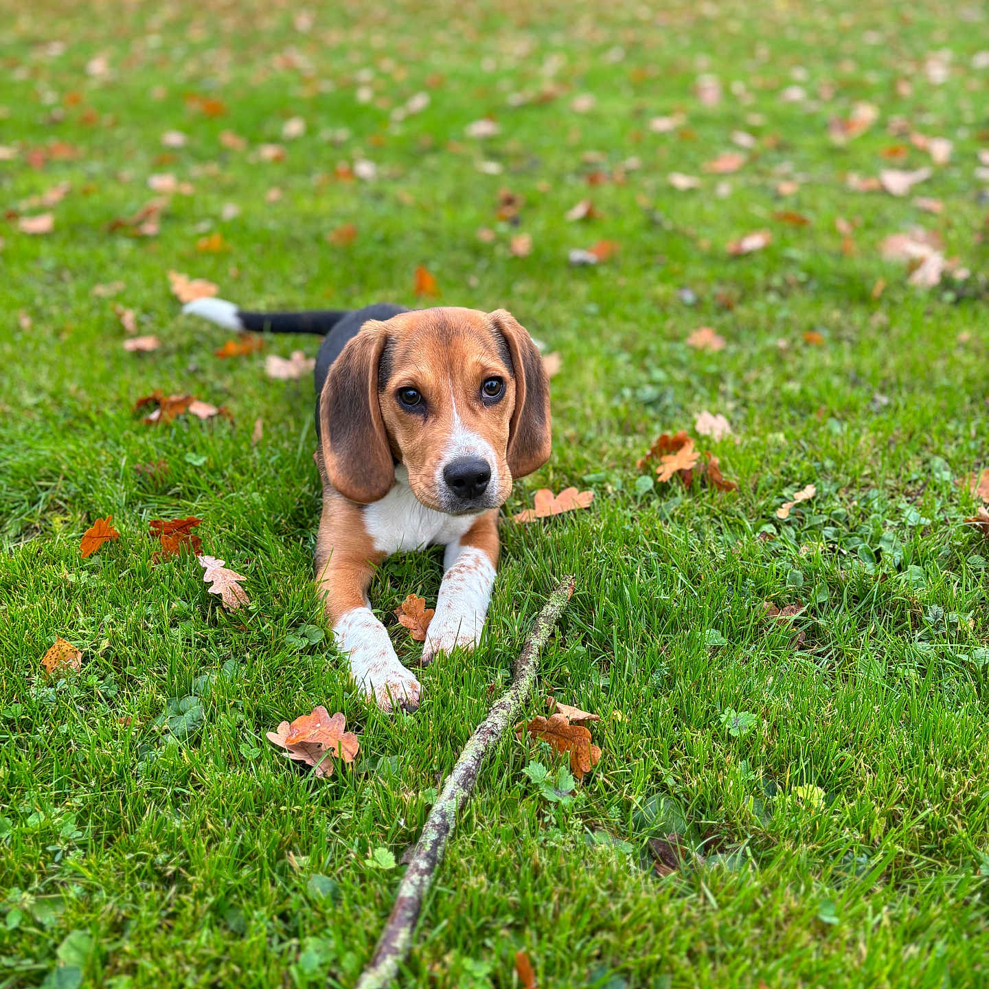 Aïko a rejoint le concours — aidez-le/la à gagner de superbes lots ! animal, autumn_leaves, beagle, black, brown, canine, cute, dog, ears, grass, lying_down, nature, outdoor, park, pet, playful, puppy, stick, white, young