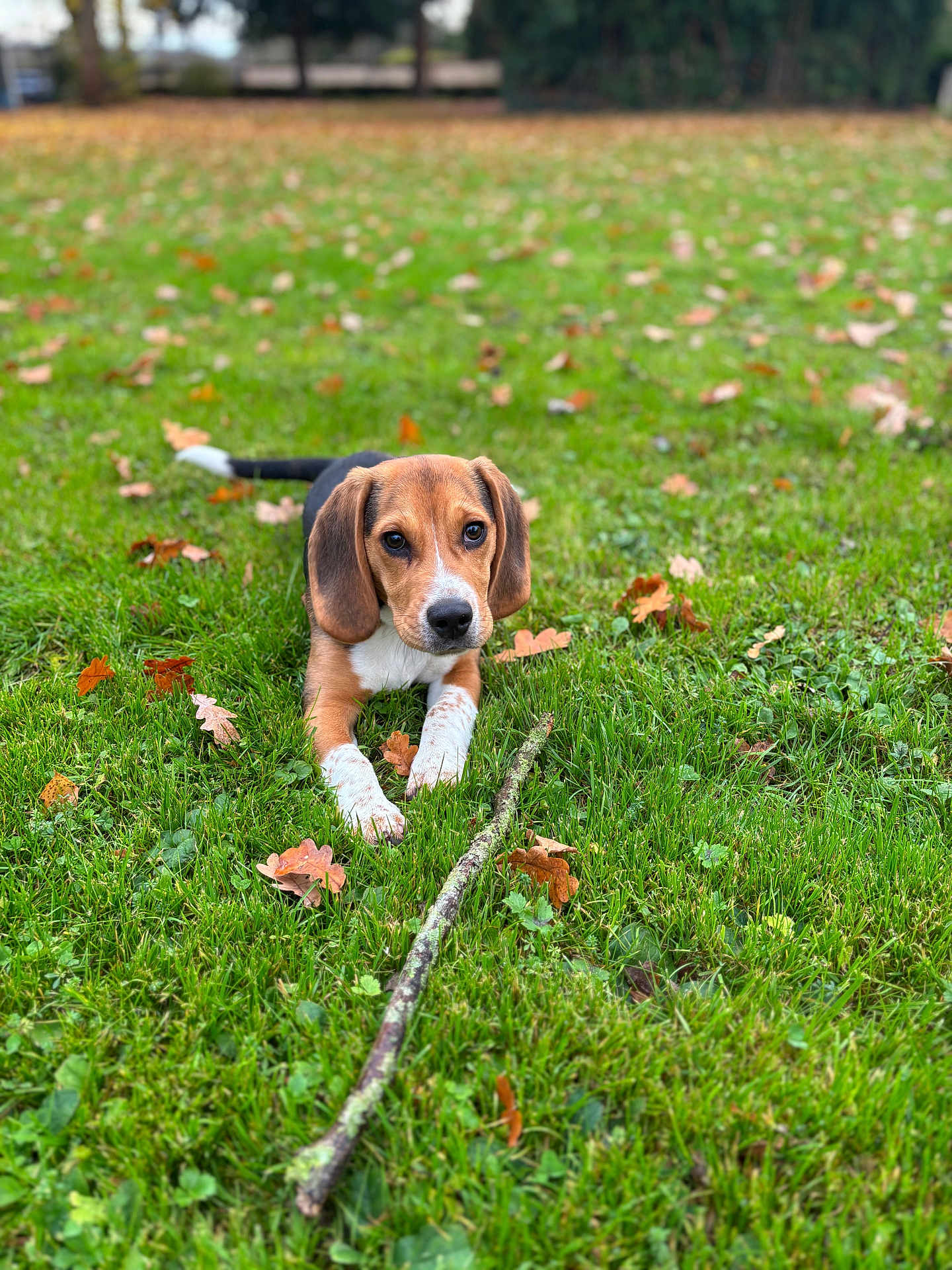 Aïko a rejoint le concours — aidez-le/la à gagner de superbes lots ! beagle, puppy, dog, grass, stick, autumn_leaves, outdoor, park, nature, animal, pet, brown, white, black, ears, cute, playful, young, canine, lying_down