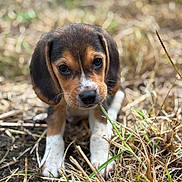Aïko a rejoint le concours — aidez-le/la à gagner de superbes lots ! puppy, dog, grass, outdoor, nature, close_up, brown, white, black, young, animal, cute, pet, ground, eyes, face, snout, ears, fur, playing