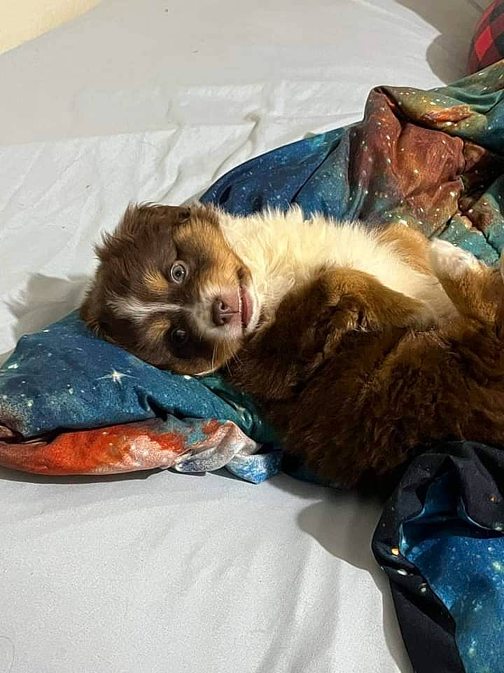 Oakley joined the competition — help win amazing prizes! canidae, carnivore, claw, comfort, companion_dog, dog_breed, felidae, ferret, fur, liver, luggage_and_bags, macaque, mustelidae, polecat, primate, small_to_medium_sized_cats, snout, sporting_group, terrestrial_animal, whiskers