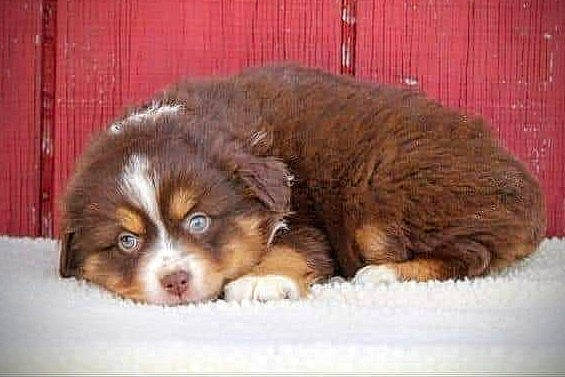 Oakley is registered to the contest to win money with this photo: bored, canidae, carnivore, comfort, companion_dog, dog, dog_breed, fawn, fur, liver, paw, pet_supply, puppy, snout, sporting_group, terrestrial_animal, whiskers, working_animal, working_dog