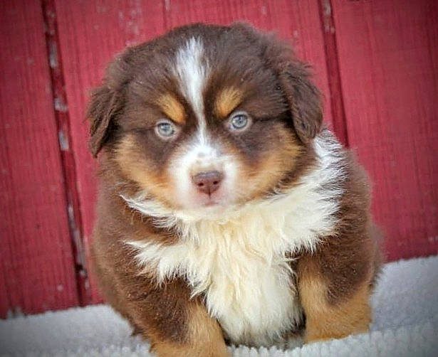 Oakley joined the competition — help win amazing prizes! ancient_dog_breeds, australian_collie, australian_shepherd, bored, canidae, carnivore, companion_dog, dog, dog_breed, fur, hardwood, herding_dog, miniature_australian_shepherd, sporting_group, terrestrial_animal, whiskers, wood, working_animal, working_dog