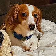 Charlie joined the competition — help win amazing prizes! dog, pet, collar, white, brown, fluffy_blanket, indoor, cozy, cute, animal, ears, snout, fur, resting, canine, domestic_animal, portrait, companion, cute_pet, relaxed