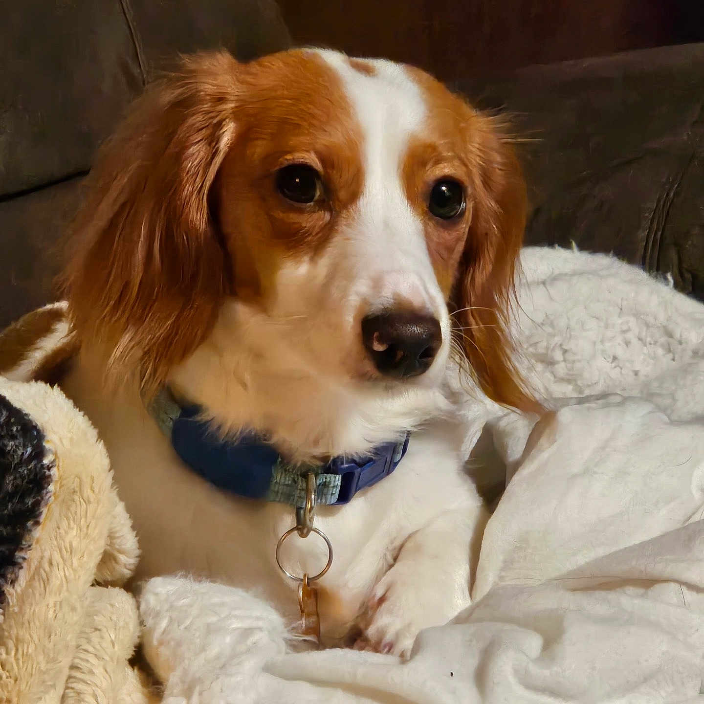 Charlie joined the competition — help win amazing prizes! dog, pet, collar, white, brown, fluffy_blanket, indoor, cozy, cute, animal, ears, snout, fur, resting, canine, domestic_animal, portrait, companion, cute_pet, relaxed