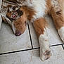 Voyou participe au concours pour gagner de l'argent avec cette photo : dog, australian_shepherd, lying_down, floor, tile_floor, paw, fur, brown_fur, white_fur, black_fur, pet, animal, close_up, domestic_animal, canine, relaxed, resting, indoor, companion, cute