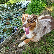 Voyou a rejoint le concours — aidez-le/la à gagner de superbes lots ! dog, australian_shepherd, grass, pond, water, lily_pads, tongue_out, happy, outdoor, nature, greenery, tree, reflection, animal, pet, canine, summer, sunlight, relaxing, park