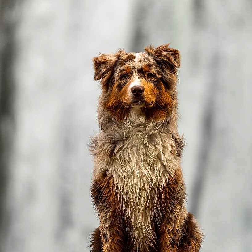 Voyou participe au concours pour gagner de l'argent avec cette photo : animal, australian_shepherd, background_blur, black, brown, dog, ears, eyes, fur, majestic, nature, nose, outdoor, photography, portrait, rocks, sitting, waterfall, wet, white