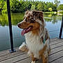 Voyou a rejoint le concours — aidez-le/la à gagner de superbes lots ! dog, australian_shepherd, canine, pet, outdoor, lake, water, nature, trees, greenery, wooden_deck, sunny, daytime, tongue_out, fur, animal, happy, sitting, leash, calm