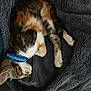cat, calico, sleeping, collar, blue_collar, feline, pet, animal, fur, whiskers, cozy, blanket, soft, resting, cute, domestic_cat, indoor, relaxing, paw, nap