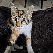 Pirouette a rejoint le concours — aidez-le/la à gagner de superbes lots ! kitten, cat, feline, pet, animal, cute, curious, whiskers, ears, fur, indoor, blanket, cozy, paws, closeup, young, tabby, domestic_cat, looking, resting