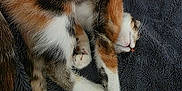 Pirouette participe au concours pour gagner de l'argent avec cette photo : cat, calico, sleeping, nap, fur, whiskers, paws, blanket, soft, cozy, indoor, rest, pet, animal, feline, relaxed, cute, domestic, fur_pattern, cushion