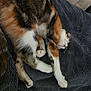 cat, calico, sleeping, nap, fur, whiskers, paws, blanket, soft, cozy, indoor, rest, pet, animal, feline, relaxed, cute, domestic, fur_pattern, cushion