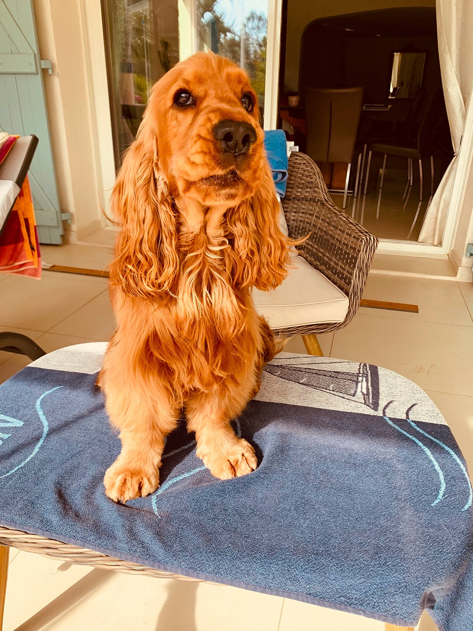 Willy participe au concours pour gagner de l'argent avec cette photo : blue, canidae, carnivore, chair, cocker_spaniel, companion_dog, dog, dog_breed, dog_supply, fawn, floor, flooring, fur, liver, snout, spaniel, sporting_group, toy_dog, wood, working_animal