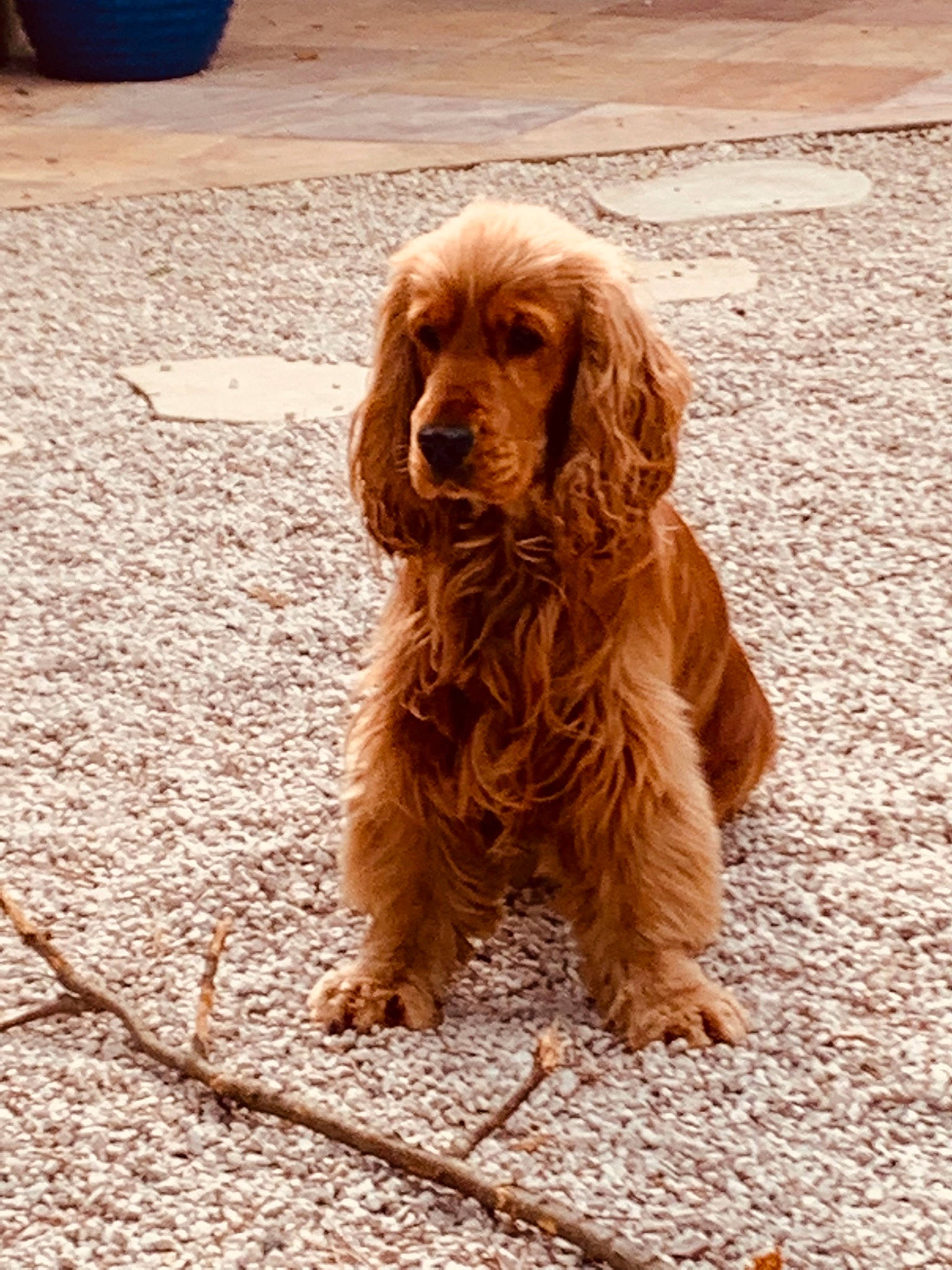 Willy a rejoint le concours — aidez-le/la à gagner de superbes lots ! canidae, carnivore, companion_dog, dog, dog_breed, fawn, flowerpot, fur, gun_dog, hunting_dog, liver, snout, spaniel, sporting_group, terrestrial_animal, working_animal