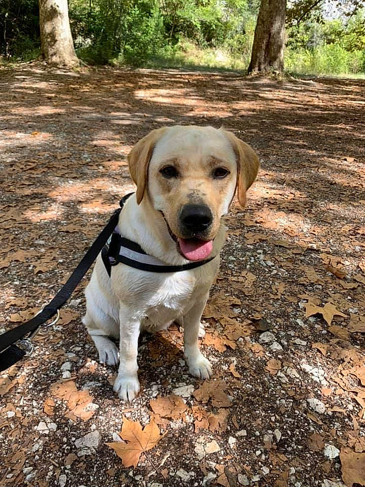 Chiara participe au concours pour gagner de l'argent avec cette photo : canidae, carnivore, collar, companion_dog, dog, dog_breed, dog_collar, fawn, forest, grass, leaf, nature, plant, snout, soil, sporting_group, tail, tree, wood, working_animal