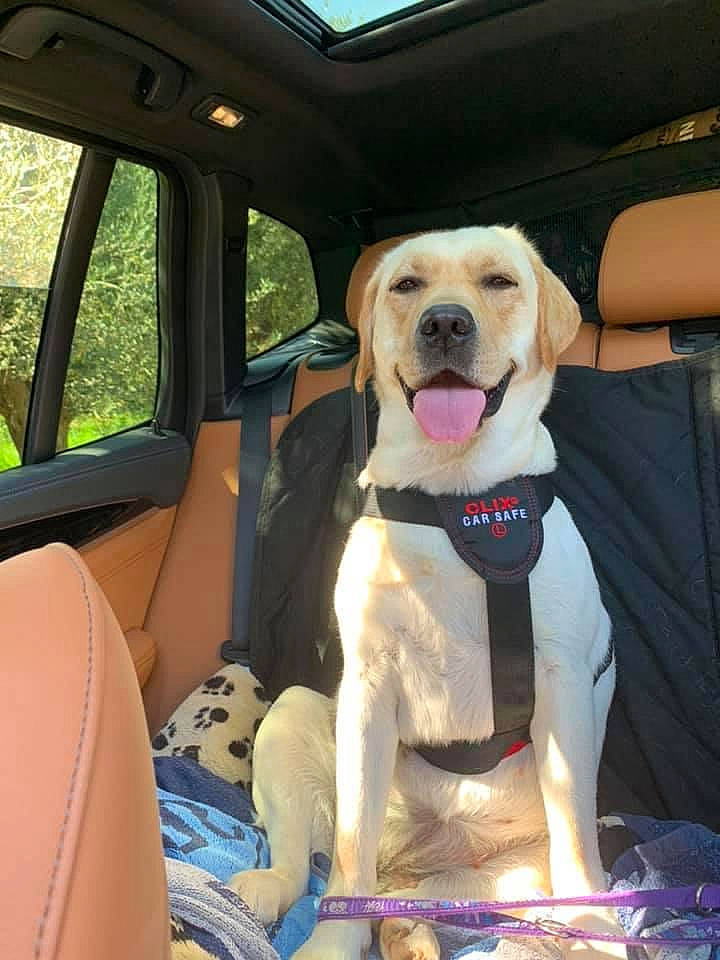 Chiara a rejoint le concours — aidez-le/la à gagner de superbes lots ! car, car_seat, car_seat_cover, carnivore, collar, companion_dog, dog, dog_breed, dog_collar, dog_supply, fawn, gun_dog, motor_vehicle, plant, seat_belt, snout, sporting_group, vehicle, vehicle_door, window