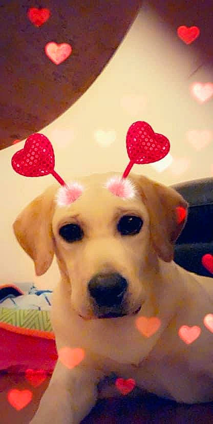 Chiara participe au concours pour gagner de l'argent avec cette photo : canidae, carnivore, collar, companion_dog, dog, dog_breed, dog_collar, dog_supply, ear, fawn, paw, pet_supply, puppy_love, retriever, selfie, snout, sporting_group, stuffed_toy, whiskers, working_animal