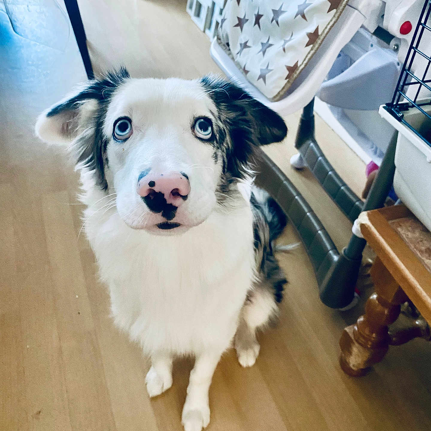 Volt participe au concours pour gagner de l'argent avec cette photo : animal, architecture, building, canine, chair, crib, dog, furniture, hardwood, husky, indoors, infantbed, interiordesign, livingroom, pet, plywood, puppy, room, table, wood