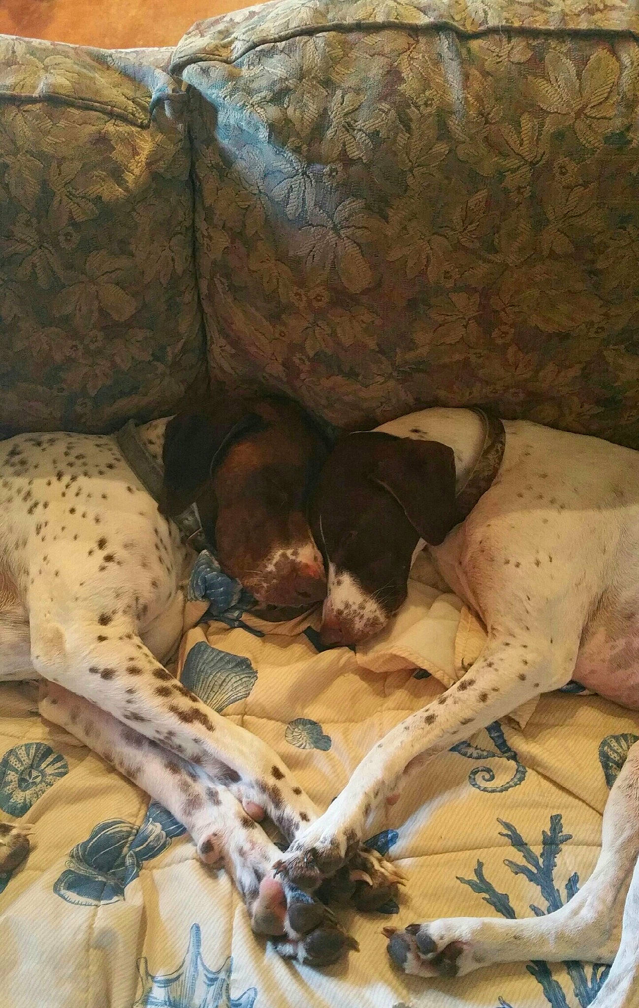 Blitz And Roxie joined the competition — help win amazing prizes! art, barechested, bed, bed_sheet, bedding, bedroom, bedtime, canidae, child, comfort, dog, fawn, flesh, flooring, human_leg, linens, nap, pattern, room, thigh