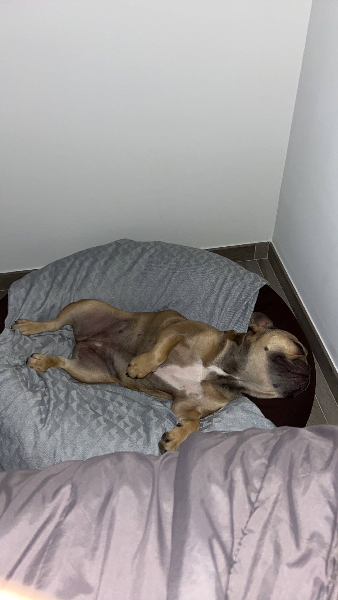 Sia participe au concours pour gagner de l'argent avec cette photo : bedding, canidae, carnivore, comfort, companion_dog, dog, dog_breed, fawn, felidae, flooring, fur, grey, hardwood, linens, nap, small_to_medium_sized_cats, sporting_group, tail, vertebrate, wood