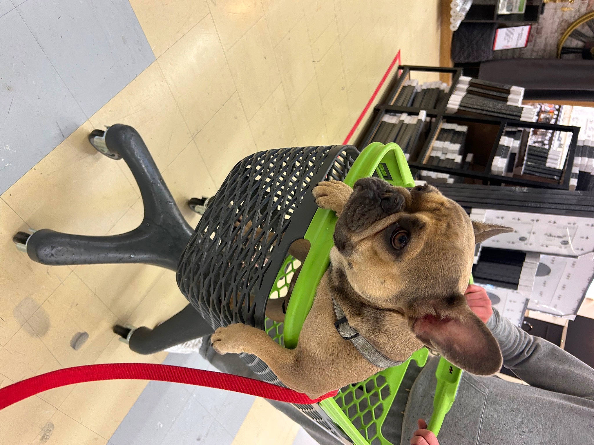 Sia participe au concours pour gagner de l'argent avec cette photo : audio_equipment, automotive_tire, bicycle_handlebar, fur, gas, hood, machine, motor_vehicle, personal_protective_equipment, plant, plush, room, stuffed_toy, teddy_bear, toy, vehicle, windshield