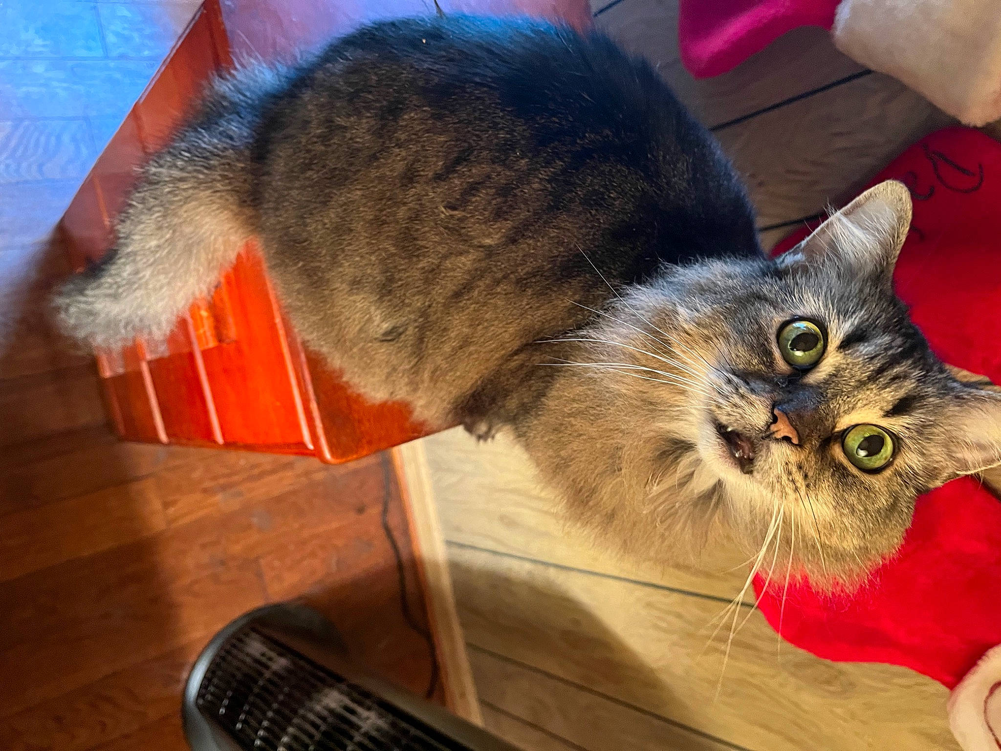 Boo-boo joined the competition — help win amazing prizes! carnivore, cat, claw, comfort, domestic_short_haired_cat, felidae, flooring, fur, paw, plant, small_to_medium_sized_cats, snout, table, tail, whiskers, wood