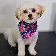 Honey Leachman joined the competition — help win amazing prizes! adorable, animal, background, bandana, black_nose, cute, dog, ears, face, floor, floral, fluffy, fur, indoor, looking, pet, portrait, sitting, small_dog, white