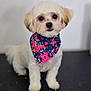 adorable, animal, background, bandana, black_nose, cute, dog, ears, face, floor, floral, fluffy, fur, indoor, looking, pet, portrait, sitting, small_dog, white