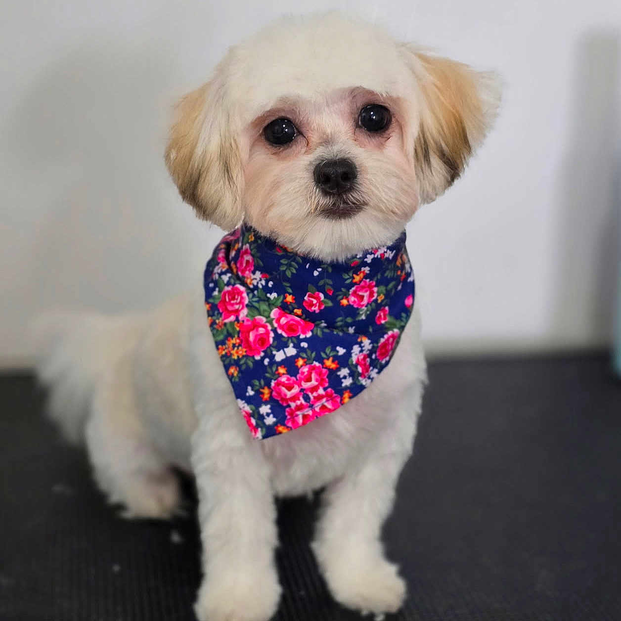 Honey Leachman joined the competition — help win amazing prizes! adorable, animal, background, bandana, black_nose, cute, dog, ears, face, floor, floral, fluffy, fur, indoor, looking, pet, portrait, sitting, small_dog, white