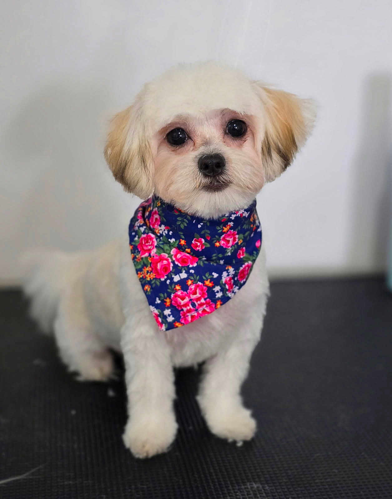 Honey Leachman joined the competition — help win amazing prizes! adorable, animal, background, bandana, black_nose, cute, dog, ears, face, floor, floral, fluffy, fur, indoor, looking, pet, portrait, sitting, small_dog, white