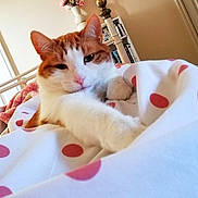 Pumpkin joined the competition — help win amazing prizes! cat, orange_cat, white_cat, bed, polka_dot, blanket, paw, feline, indoor, cozy, relaxed, fur, pet, resting, comfort, bedroom, flower_vase, bookshelf, home, nap