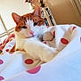 cat, orange_cat, white_cat, bed, polka_dot, blanket, paw, feline, indoor, cozy, relaxed, fur, pet, resting, comfort, bedroom, flower_vase, bookshelf, home, nap