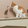 Pumpkin joined the competition — help win amazing prizes! animal, cat, curious, decor, domestic, feline, home, indoor, ledge, mammal, metal_bird, orange_and_white, pet, quiet, rabbit_statue, sculpture, sniffing, statue, still_life, wall