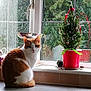 Pumpkin is registered to the contest to win money with this photo: animal, cat, christmas_tree, cozy, curious, decorations, domestic, festive, greenery, holiday, indoor, kitchen_counter, natural_light, orange_and_white_cat, pet, pine_cone, plant, red_pot, teapot, window