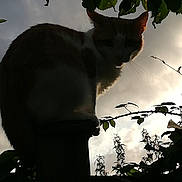 Pumpkin joined the competition — help win amazing prizes! animal, branch, cat, cloudy, dark, dusk, feline, garden, leaves, mysterious, nature, outdoor, perched, plant, post, shadow, silhouette, sky, twilight, wildlife