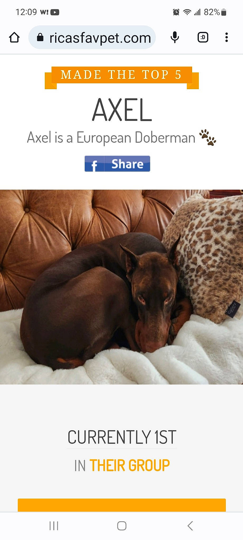 Axel joined the competition — help win amazing prizes! canidae, carnivore, clock, comfort, companion_dog, dog, dog_breed, dog_supply, fawn, font, fur, internet_meme, liver, paw, pet_supply, photo_caption, screenshot, sporting_group, terrestrial_animal, working_animal