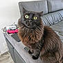 cat, black_cat, fluffy, yellow_eyes, pet, indoor, sofa, living_room, couch, electronics, game_controller, cords, furniture, alert, sitting, fur, whiskers, home, domestic_animal, cute