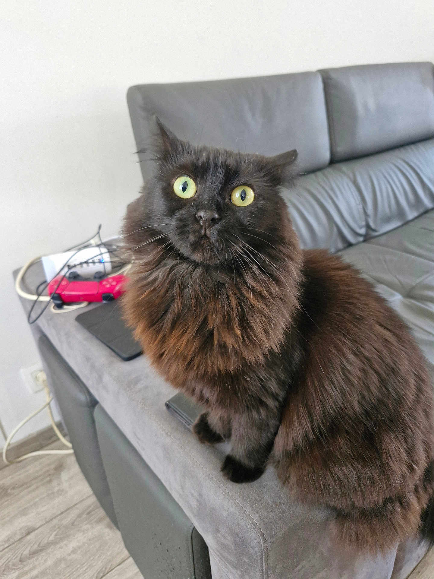 Nezuko participe au concours pour gagner de l'argent avec cette photo : cat, black_cat, fluffy, yellow_eyes, pet, indoor, sofa, living_room, couch, electronics, game_controller, cords, furniture, alert, sitting, fur, whiskers, home, domestic_animal, cute