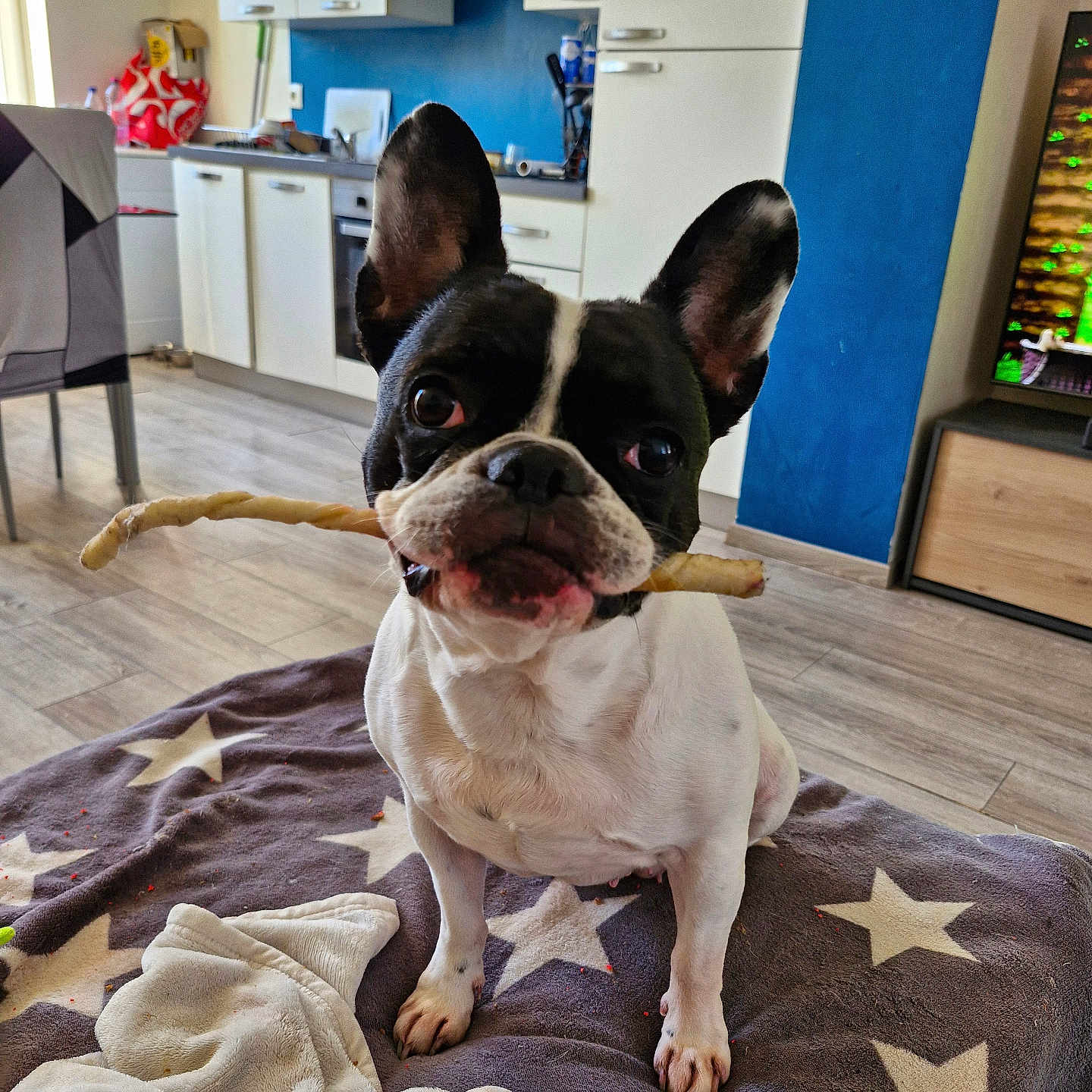 Marley a rejoint le concours — aidez-le/la à gagner de superbes lots ! animal, appliance, blanket, cabinet, chew_stick, companion, curious, cute, dog, domestic_animal, ear, floor, french_bulldog, fur, indoor, kitchen, living_room, pet, sitting, television