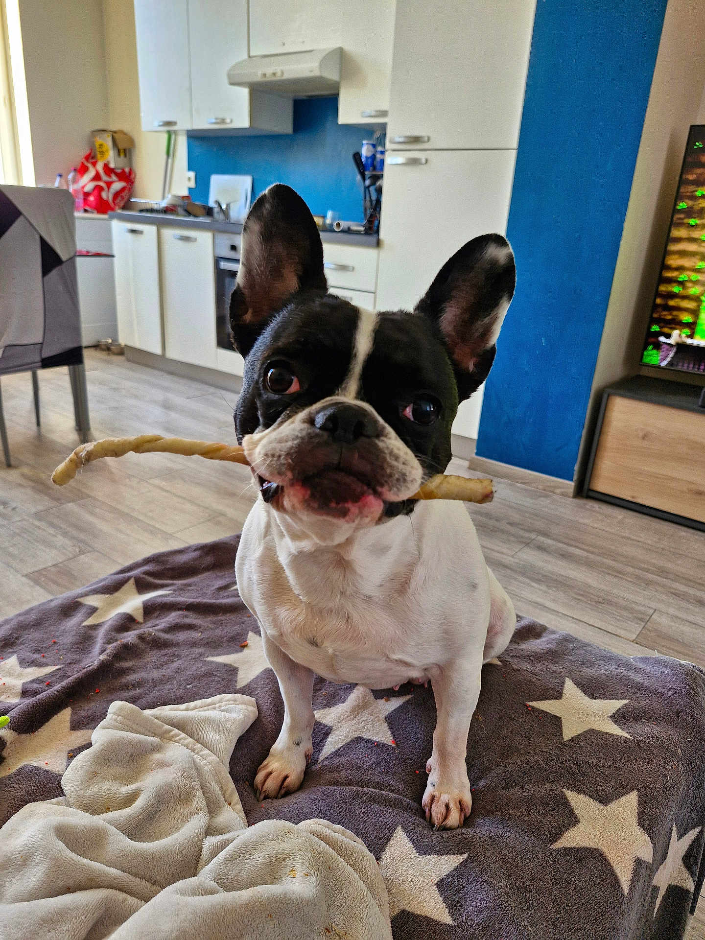 Marley a rejoint le concours — aidez-le/la à gagner de superbes lots ! dog, french_bulldog, pet, indoor, blanket, chew_stick, ear, floor, kitchen, cabinet, appliance, television, living_room, curious, cute, animal, domestic_animal, companion, sitting, fur