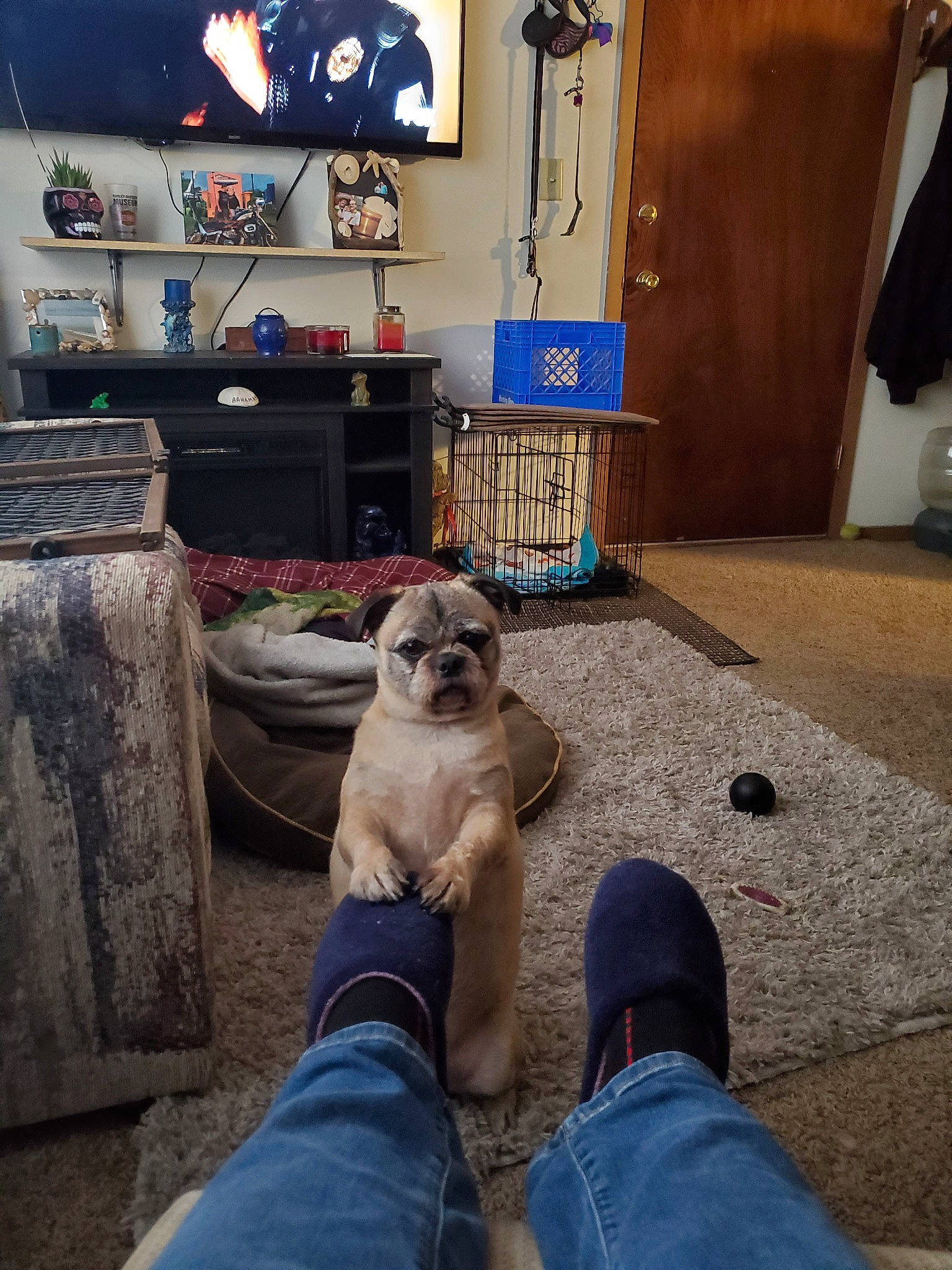 Brewtus is registered to the contest to win money with this photo: border_terrier, canidae, carnivore, companion_dog, dog, dog_breed, fawn, floor, flooring, pug, puppy, room, snout