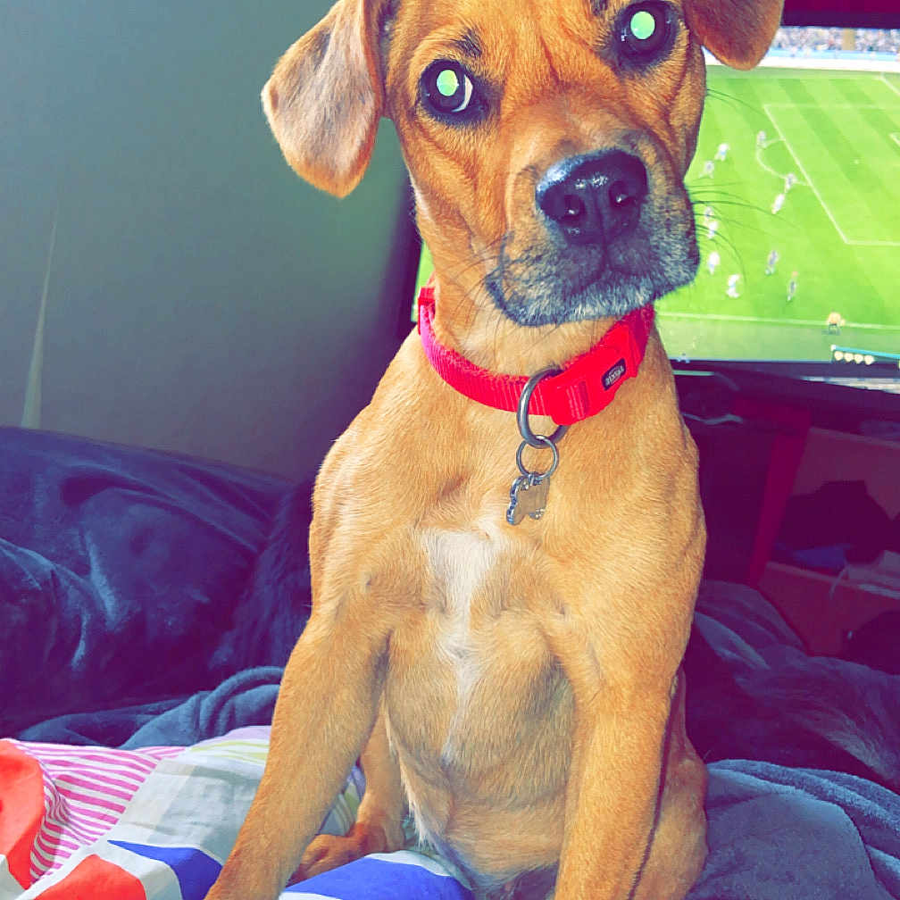 Elie participe au concours pour gagner de l'argent avec cette photo : animal, bed, bedroom, blanket, boxer, bulldog, canine, cushion, dog, face, furniture, head, homedecor, hound, indoors, person, pet, puppy, quilt, room