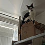 cat, cardboard_box, shelf, indoor, black_and_white, curious, pet, feline, window, light, shadow, furniture, storage, domestic_animal, looking, high_angle, box, room, wall, door