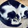 Chanel a rejoint le concours — aidez-le/la à gagner de superbes lots ! animal, black_and_white, blanket, cat, cozy, curled_up, cute, feline, floor, fur, indoor, mammal, paws, peaceful, pet, resting, sleeping, soft, tail, whiskers
