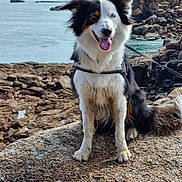 Séréna participe au concours pour gagner de l'argent avec cette photo : animal, border_collie, cloud, coastline, dog, ears_up, fur, happy, heterochromia, landscape, leash, nature, outdoor, pet, rock, seaside, sitting, sky, tongue_out, water